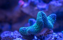 珊瑚虫高清图片