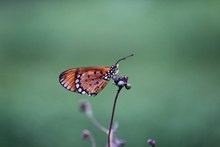 漂亮的花斑蝴蝶图片