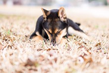 草地狼犬图片