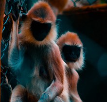 印度灰叶猴精美图片