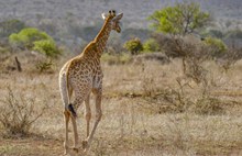 长颈鹿散步高清图