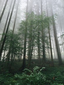 浓雾树林高清图
