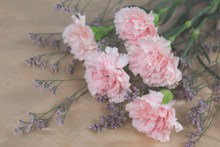 粉色康乃馨鲜花图片素材