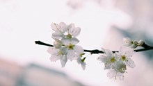 春天白色桃花图片素材