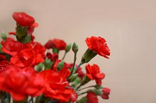 康乃馨花束高清精美图片