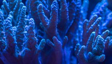 蓝色珊瑚图片素材