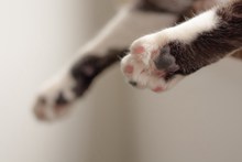 可爱猫爪子精美图片