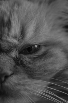 猫咪傲娇黑白摄影高清图