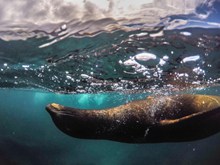 海狮游泳图片素材