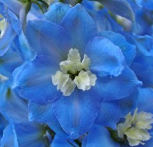 蓝色花朵微距图片大全