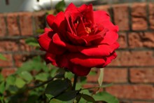 漂亮红玫瑰花朵图片素材