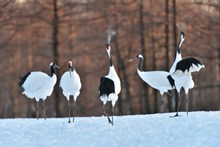 雪地上的白鹤图片素材