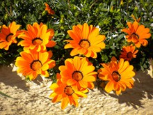 灿烂的橙色花朵高清图