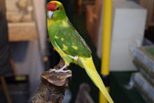 绿黄鹦鹉高清精美图片