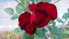 火红玫瑰花朵图片下载