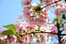 春天唯美樱花壁纸图片素材