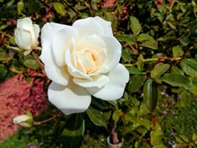 白色月季花朵图片下载