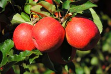 新鲜红苹果摄影图片下载
