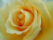 黄色玫瑰花朵特写图片大全