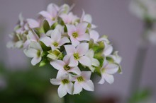 白色花朵唯美摄影图片下载