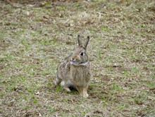 草地灰色野兔精美图片