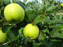 果园青苹果精美图片