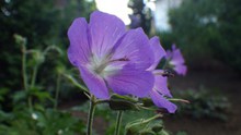 淡紫色花朵摄影图片素材