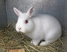 白色宠物兔可爱高清图