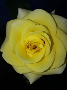 黄色玫瑰花朵微距高清图片