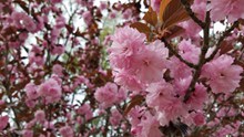 开满枝头粉色樱花精美图片