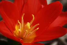 红色郁金香花朵微距图片下载