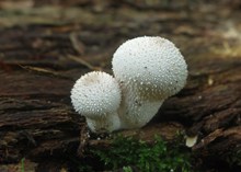 野生白色小蘑菇精美图片