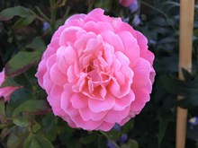 粉色玫瑰花摄影高清图片