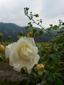 白玫瑰花朵图片
