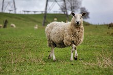 苏格兰绵羊图片下载