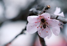 春天蜜蜂采蜜精美图片