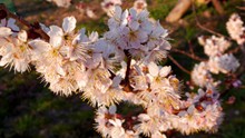 春天桃花盛开的高清图片