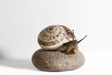 石头上的蜗牛高清图