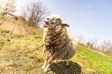 草地小羊羔高清图片