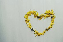 黄色花瓣纯白背景高清图片