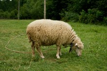 低头吃草的绵羊图片下载