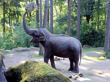 亚洲野生大象图片下载