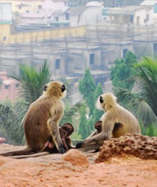 四只猴子摄影高清图