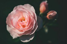一支粉色玫瑰花高清图