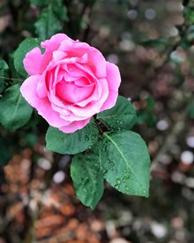 粉色玫瑰花花开唯美高清图
