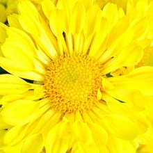 黄色菊花花朵微距摄影图高清图片