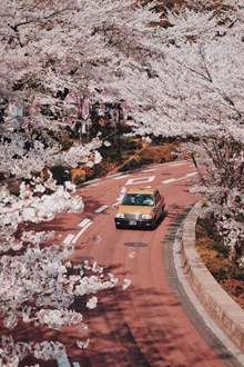 樱花公路唯美 樱花公路唯美大全图片素材