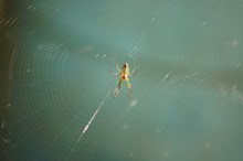 蜘蛛结网高清高清图片