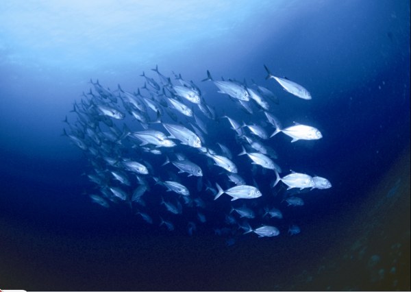 海底鱼群图片素材