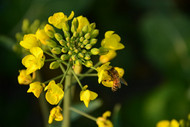 油菜花上的蜜蜂图片素材